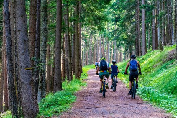 People cycling in the forest