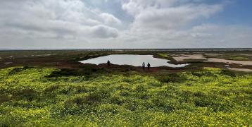 Saltmarsh area on a flat landscape, yellow flowering plants on the front, background round water area and high blue sky.