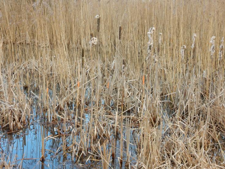 Wetland area Bargerveen in Drenthe