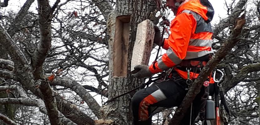 Veteranisation done by an arborist