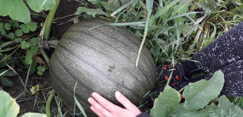 Field Farming – Urban food production A photo of a large green pumpkin is shown growing in a garden, surrounded by tall grass and other plants.