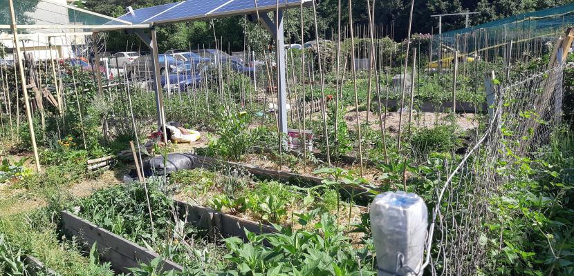 Community vegetable garden 1, Sofia