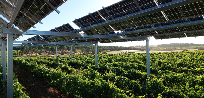 APV pilot project over vineyard Spain's first APV pilot project with a structure elevated over a vineyard