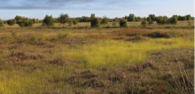 The raised bog Bargerveen The raised bog Bargerveen