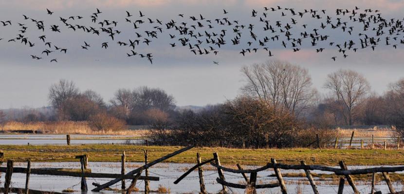Borgfelder Wuemmewiesen in autumn The image depicts a flooded meadow in autumn with migratory water birds