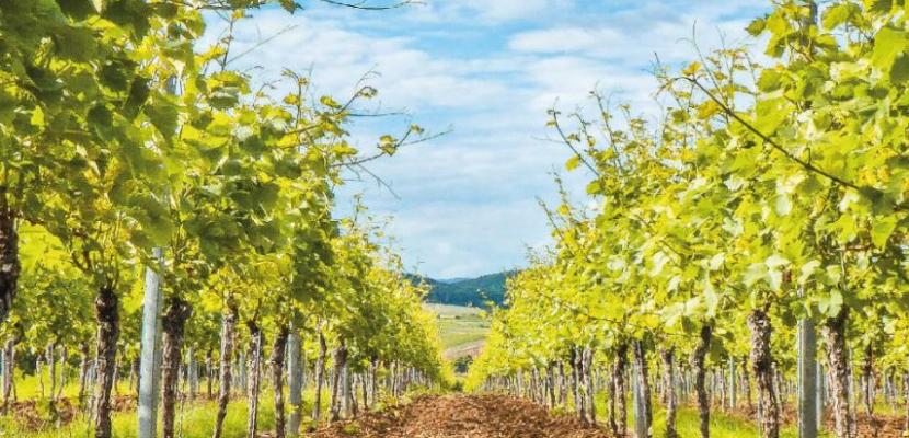 Vineyard