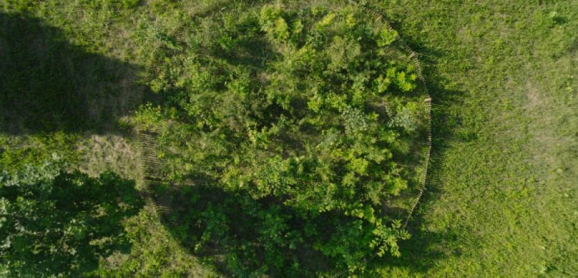 Climate-friendly Parks - Miyawaki micro forests “Miyawaki” micro forests