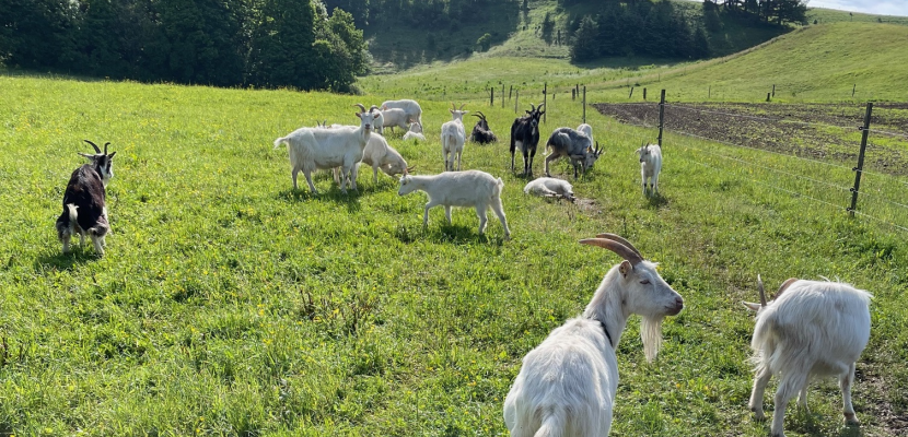 Goats, sheep and cattle nurtures nature in Frederikshavn Several goats grassing in a meadow with trees and forest in the bluesky horizon.
