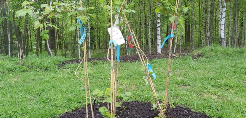 Compost used as a soil improver for plants.