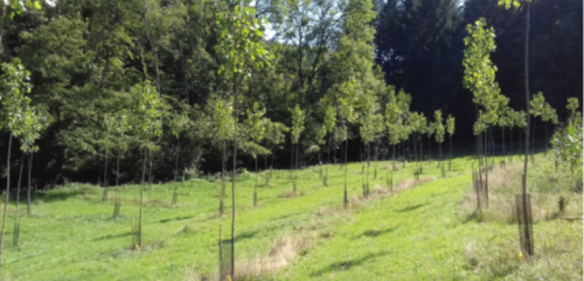 Afforestation project conducted by the CNPF in Rhône Tree seedlings in a glade
