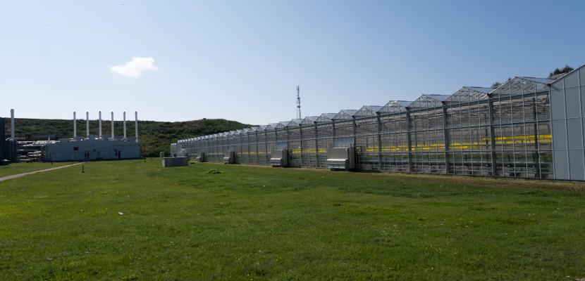 Greenhouses at Getliņi EKO greenhauses
