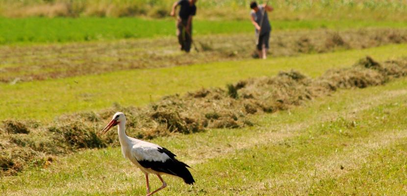Results-Based Payments for Biodiversity Example for the High Nature Value farmed grassland landscapes in Transylvania