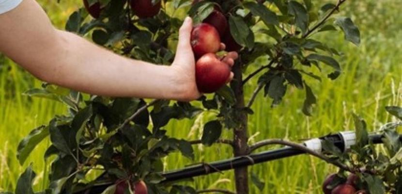 Regional innovation ecosystem supporting start-ups contributing to SDGs One hand picking two apples from a tree, with green grass on the background