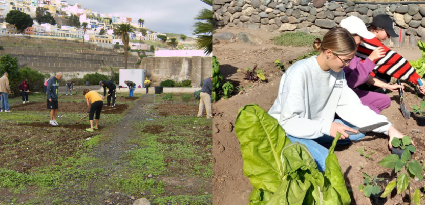 Temporary Urban Gardens in Las Palmas The urban gardens initiative addresses the issue of vacant lots awaiting future development. These temporary agricultural plots are allocated to residents, transforming neglected areas into productive community gardens.