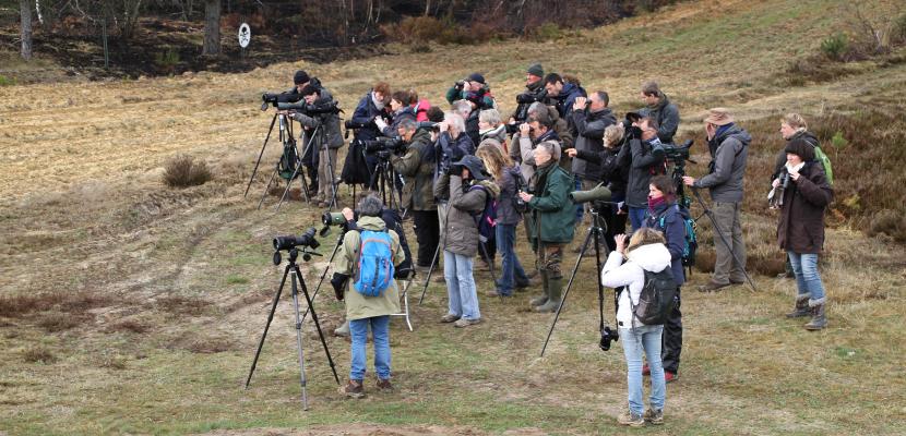 Collaborative Birds Monitoring on the field 