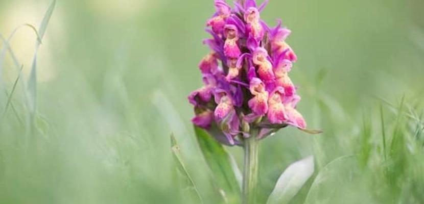 Endangered Orchid now growing in the park Endangered Orchid