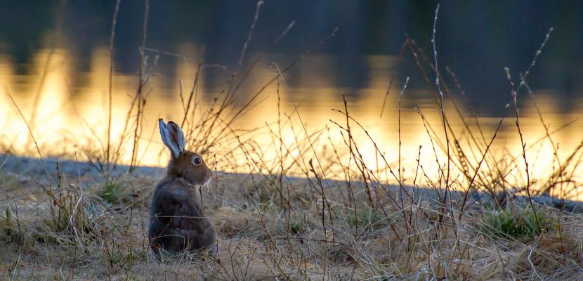 Hare in morning light. Hare in morning light by a river.