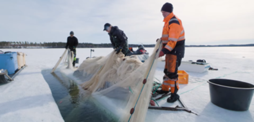 winter seine fishing of vendace