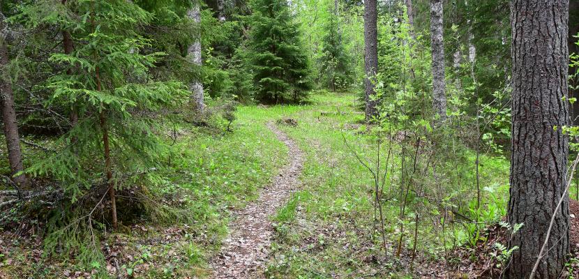 Small path in a pine forest in Finland.