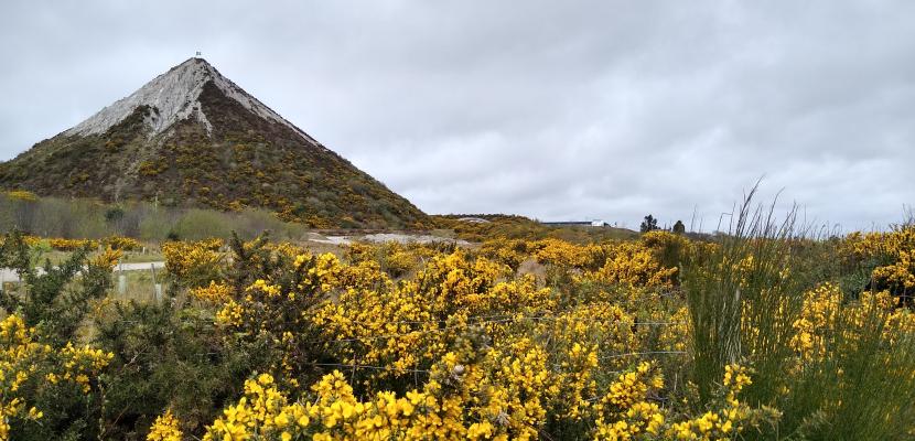 Plants in nature 