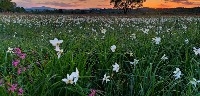 Restored Narcissus Valley site Narcissus valley in Ukraine in the early morning