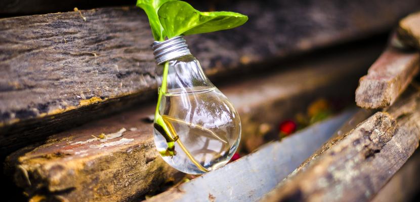Recycling at the Source A plant growing inside a light bulb.