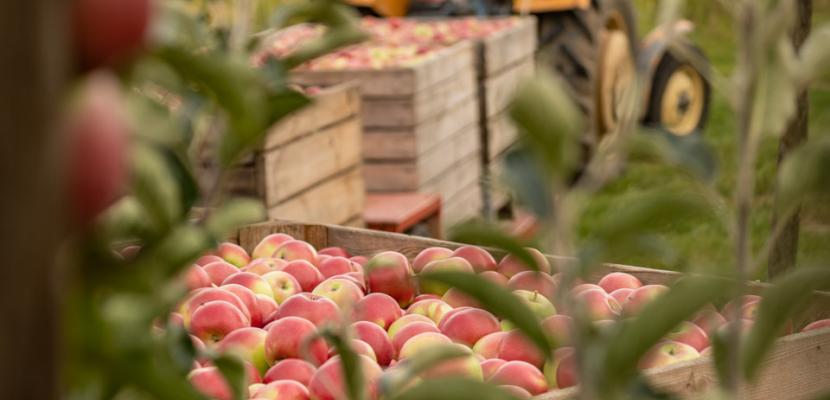 Sandomierz Apple Trail Sandomierz Apple Trail - orchard