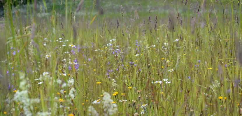 Latvian meadow in the summer.