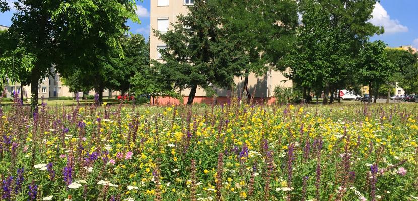 Wildflower Veszprém for urban biodiversity Wildflowe meadow in spring in Haszkovo housing estate in Veszprém, Hungary