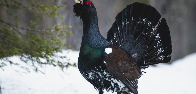 Capercaillie is one of the signature species of the old growth forest in the conserved area in Salla. Capercaillie in Salla, Lapland, Finland