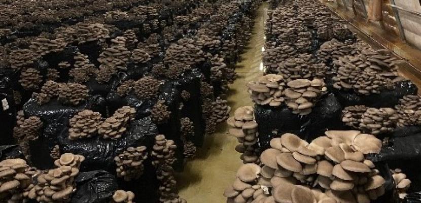 blocks of mushrooms blocks of mushrooms