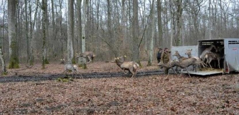 Deer have been released into the forests