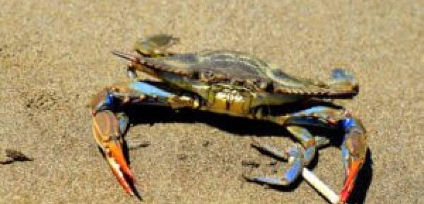 Blue Crab I see a crab on a beach