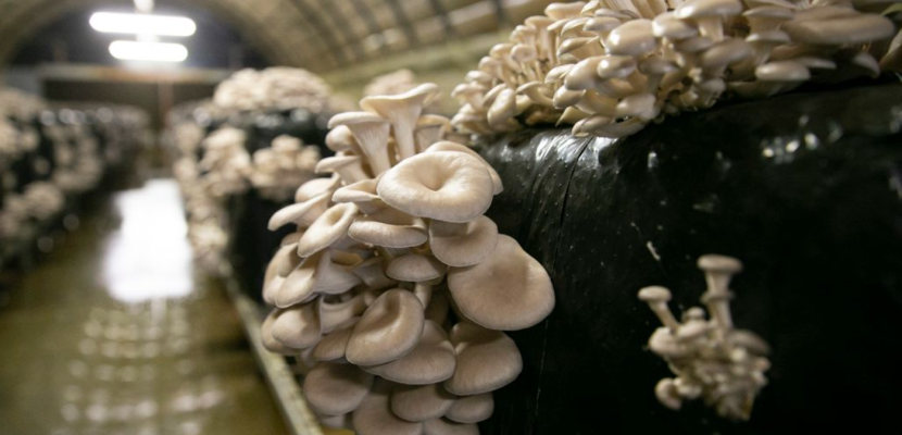 blocks of mushrooms blocks of mushrooms