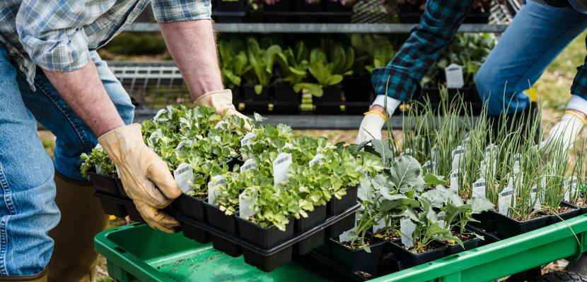 FISSH - Sustainable Food Strategy Ghent Farmers growning vegetables