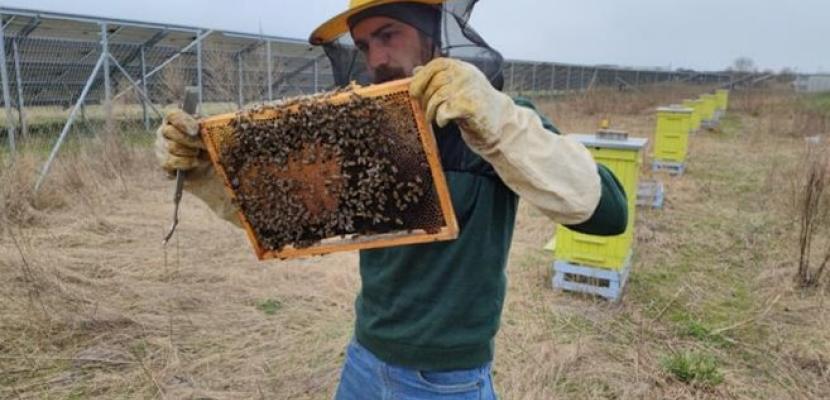 Development of apiaries and flower meadows in the area of photovoltaic farms Beekeeper at the beehive in front of the photovoltaic farm