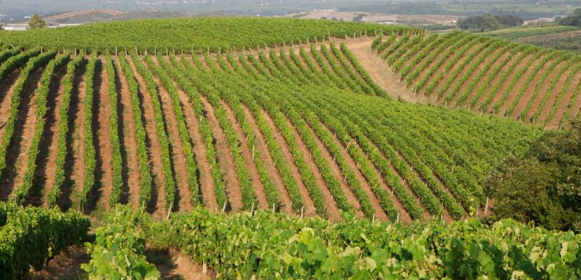 A vineyard landscape in Greece Vineyards