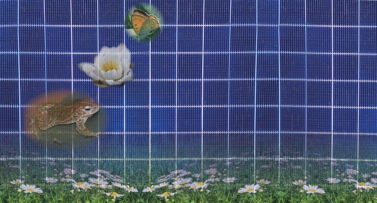 Solar-PV with biodiversity