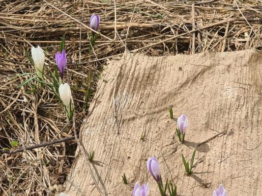 Crocus flowers in Valchiavenna 