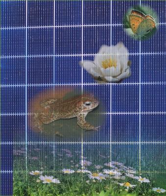 Solar-PV with biodiversity