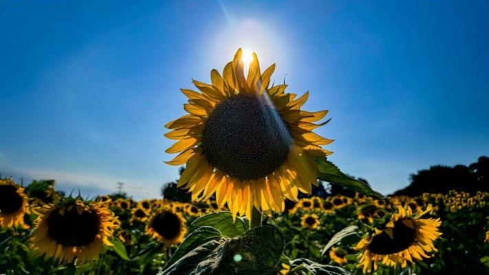 A sunflower stands tall in a vast field, perfectly aligned with the sun behind it, creating a radiant backlight that outlines its yellow petals in a golden glow. The dark center of the flower contrasts with the bright sky, and sunrays streak outward, adding a dreamy, summery effect. Surrounding the central flower, dozens of other sunflowers fill the field under the clear blue sky.