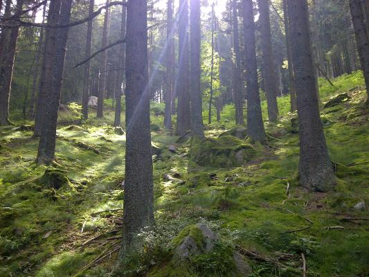 A boreal spruce forest on an ascending slope, green moss on the ground and sunlight filtering through the dusky trees