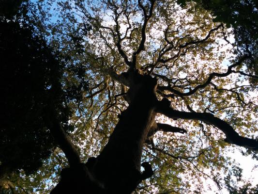 A large and monumental Oriental plane tree