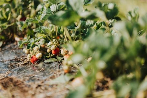 Rows of local and organic strawberries growing in the ground