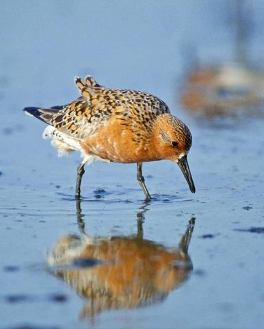 Small bird with bec in sea at low tide