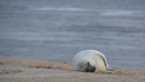 White seal sleeping on the sand next to the sea