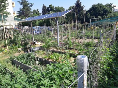 Community vegetable garden 1, Sofia