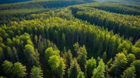 Sustainably Managed European Forest in 2024 Aerial view of a vibrant forest canopy in Europe