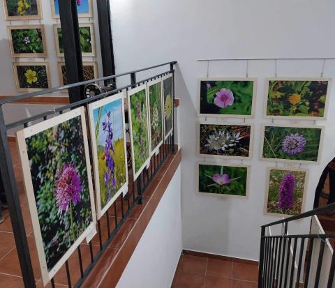 Little and unknown floral master pieces - phase 2 i see pictures with flowers and a ladder