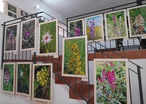 Little and unknown floral master pieces - phase 2 i see pictures with flowers and a ladder